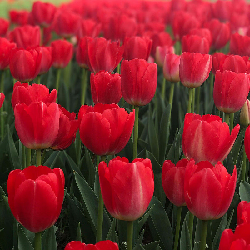 培室内花卉绿植花卉盆栽植物花卉种子土培种子 红色长安郁金香种球5个
