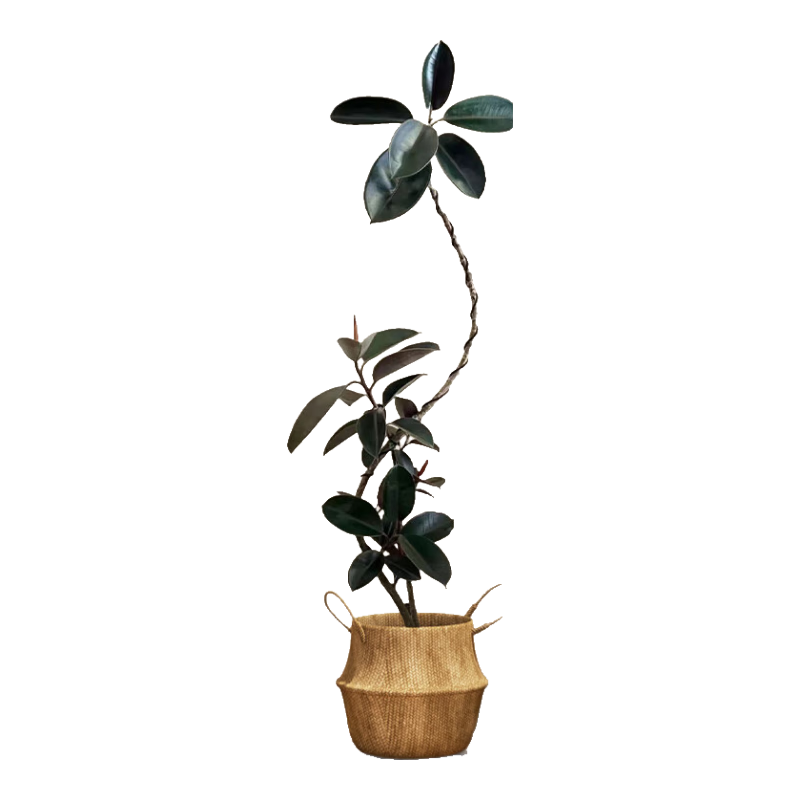 ���źڽ��������Ƥ��������ֲ�������Ե�Ʈ1.5-1.7�ױ�֯��Դͷֱ�� 288Ԫ