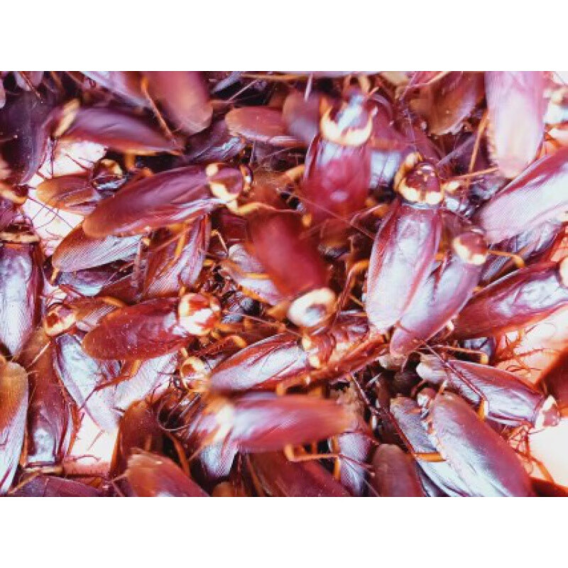 荣郁大蟑螂活体美洲大蠊成虫有翅膀活虫大蠊垂钓活体实验标本 2一3cm