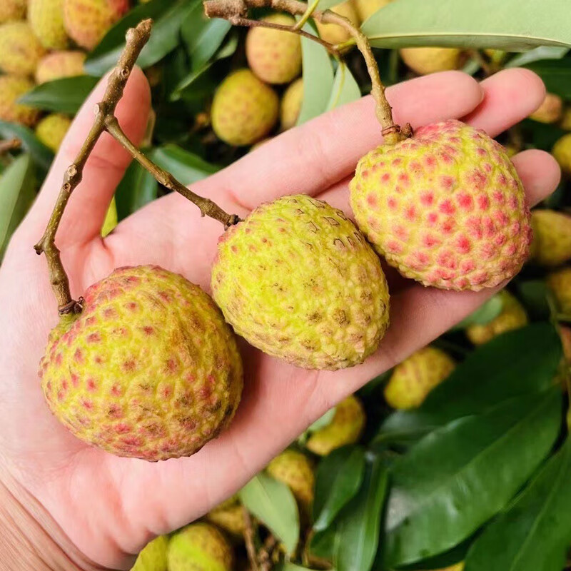 玫栀顺丰 新鲜观音绿荔枝老树孕妇水果挂绿荔枝 3斤