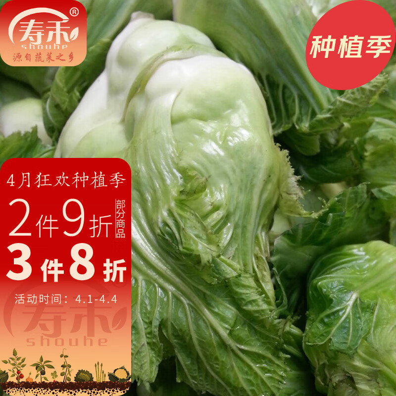 寿禾 四川儿菜种子光头芥菜榨菜早熟儿菜春冬季阳台四季菜种菜籽 寿禾