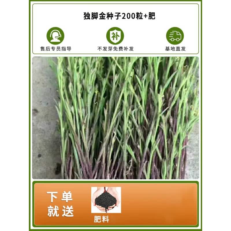 禾之润独脚金种子籽疳积野生草种籽独脚疳黄花草清米虫阳台庭院四季