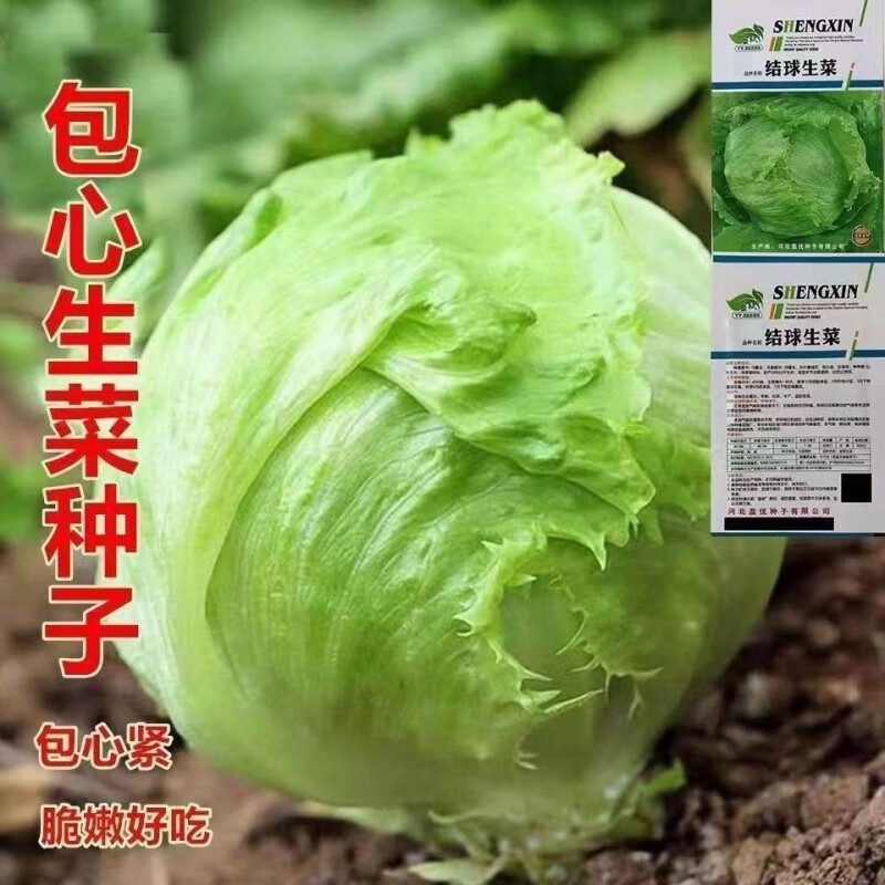球形生菜圓生菜春夏秋四季播生菜/球菜球生菜生菜籽 原裝1包 約1000粒 宋香蔥千粒+肥