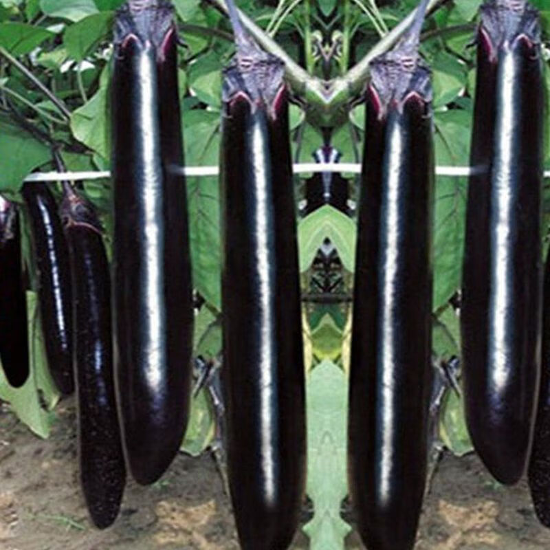 茄子苗青秧苗杭茄一号黑圆茄紫长茄黑长茄四季易种植蔬菜苗大全 黑长