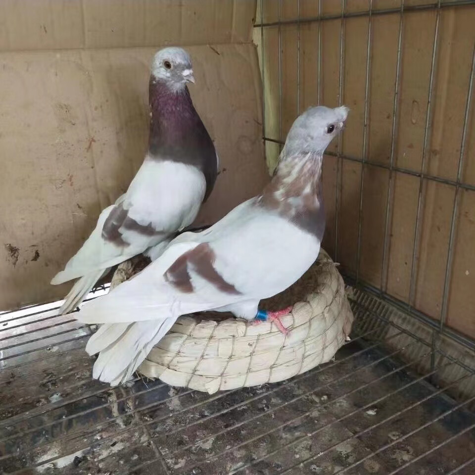 仟芸高飞鸽四川高飞鸽眉山高飞鸽,眉山烟灰高飞鸽子一对