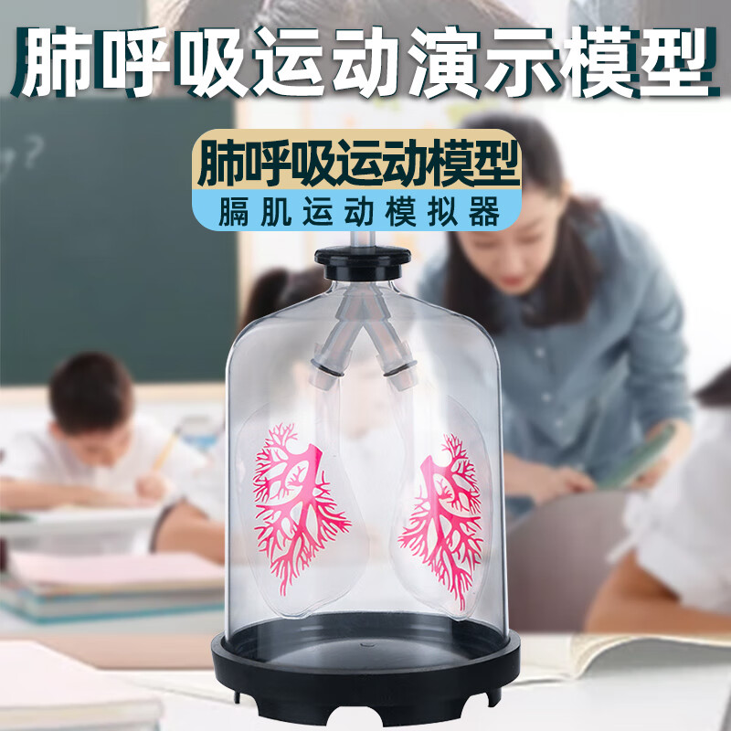 膈肌运动模拟器肺呼吸模型人体肺部气体交换演示教具初中生物实验器材