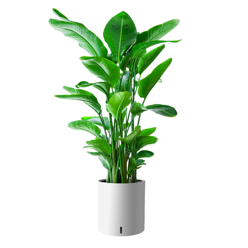 ֲֲŮԿںֲ칫ҴҶֲԴͷֱ 154Ԫ