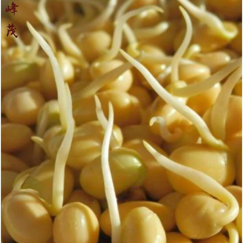 寄漪农家新鲜短黄豆芽 鲜嫩豆芽菜 自家清水泡发芽菜 一厘米左右短芽