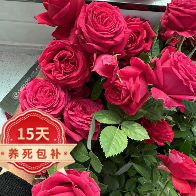 泰西丝月季花苗树苗不爬藤花卉地栽庭院 不爬藤新皇后【带原盆栽好 】