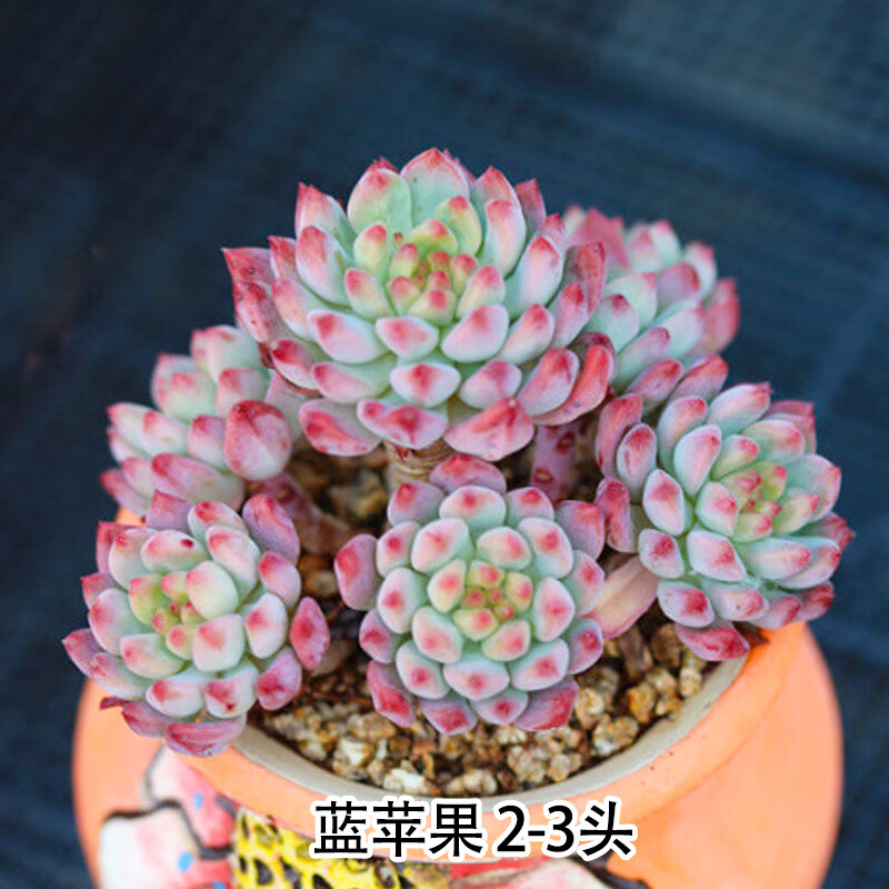 山头林村多肉植物组合盆栽仙人掌仙人球蓝苹果多头群生老桩带盆超大颗
