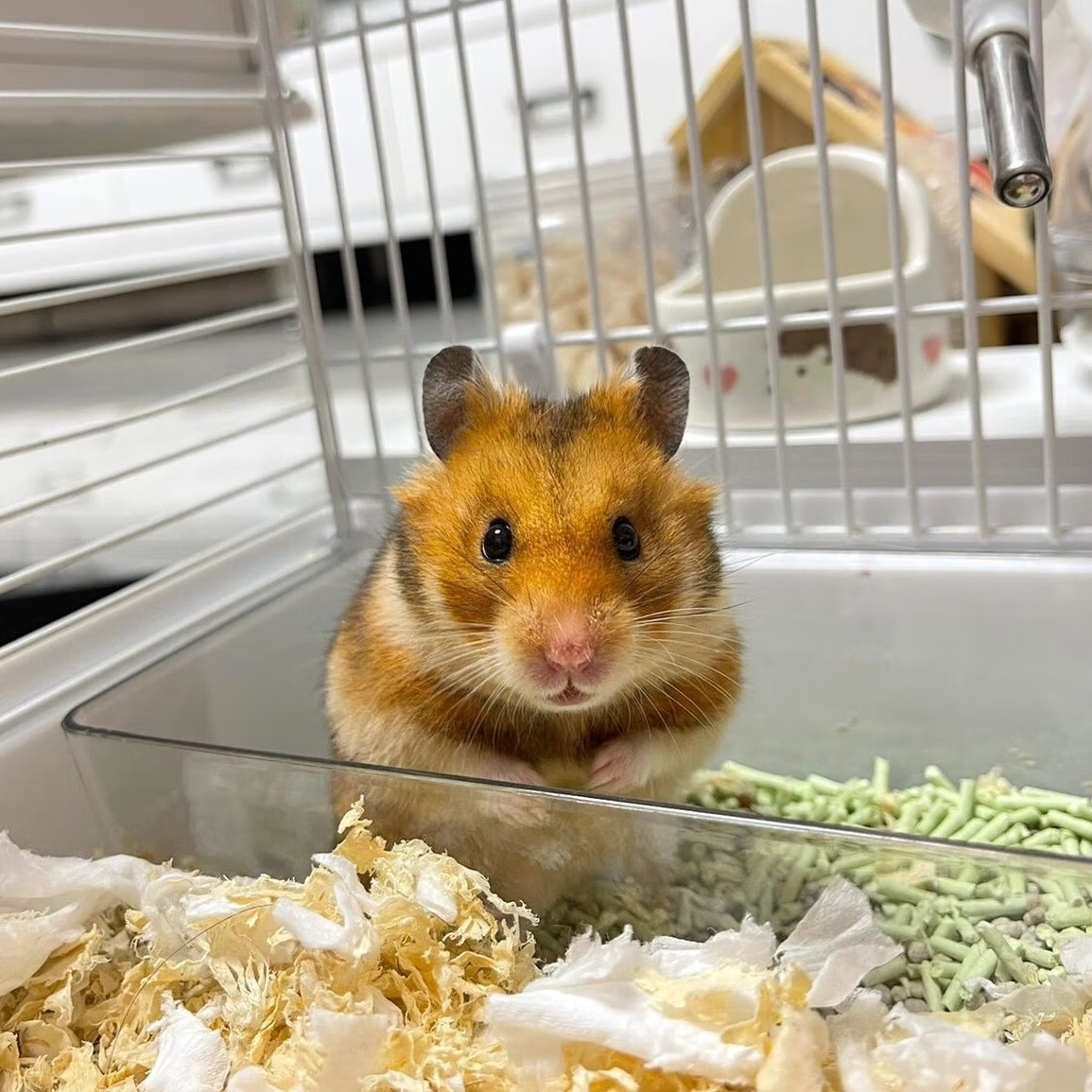 家养金丝熊已打疫苗虎纹眼圈奶牛熊米熊精选仓鼠活体宠物一公一母