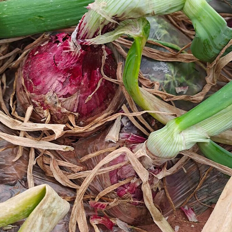 【仅需12.9】遇见悯农 现挖红皮洋葱 （带箱5斤装）