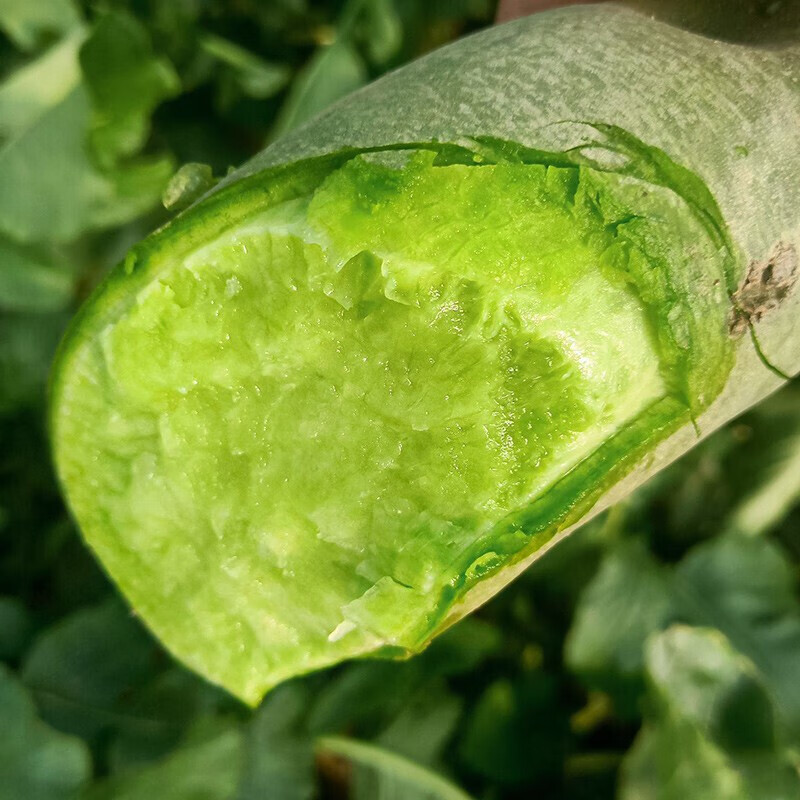 源惠鲜礼【到吃萝卜季节啦】新鲜潍坊水果萝卜 潍县绿萝卜 生吃脆甜新货 潍县水果萝卜 3斤装