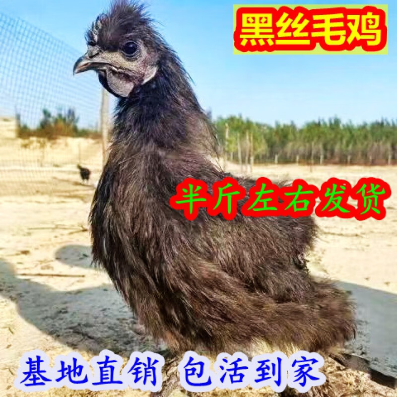 羽脱温鸡苗半斤鸡散养凤头鸡五黑丝毛鸡 半斤黑丝毛6只【公母自选】