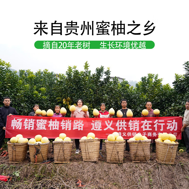 黔婆婆新鲜整件粉红心蜜柚红柚小果葡萄柚红肉柚子 柚子(4-6斤)2个