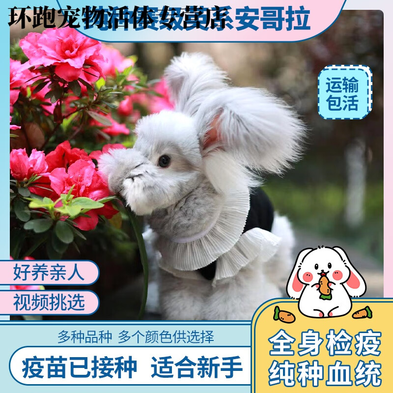 纯种赛级进口双血统英系彩色安哥拉巨兔宠物活物小体长毛幼兔垂耳