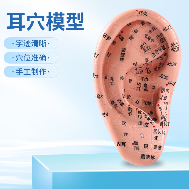 伊冉香约 耳穴模型耳朵反射区模型耳疗点穴养生中医教学磨具清晰耐磨