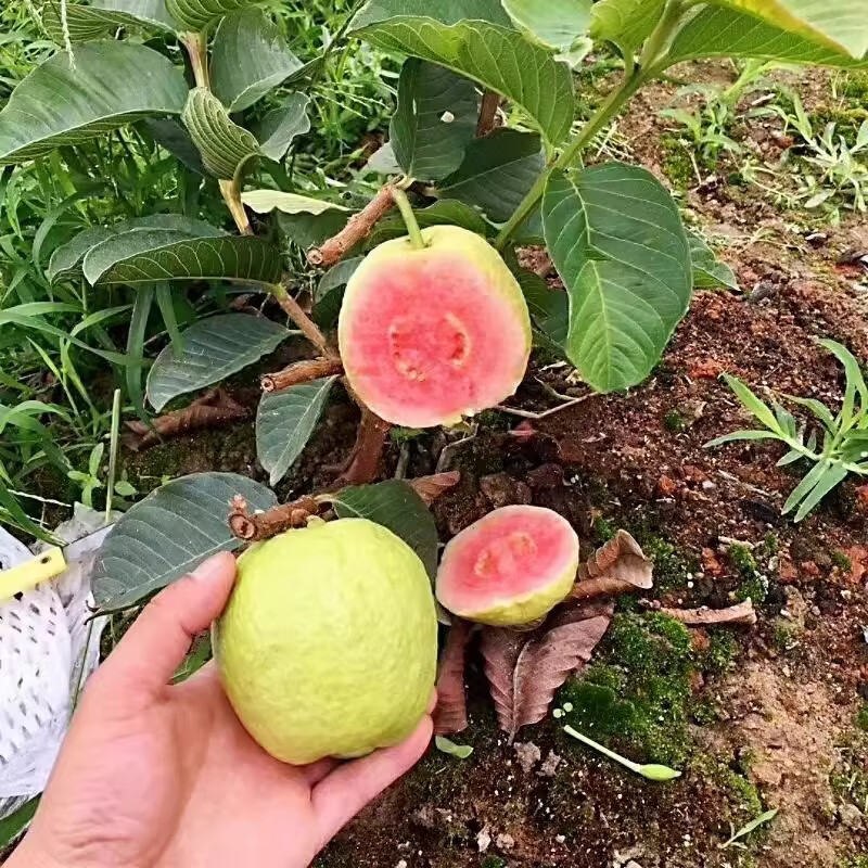 铭证番石榴树果苗嫁接胭脂红奶油软心四季番石榴红宝石红心芭乐树苗