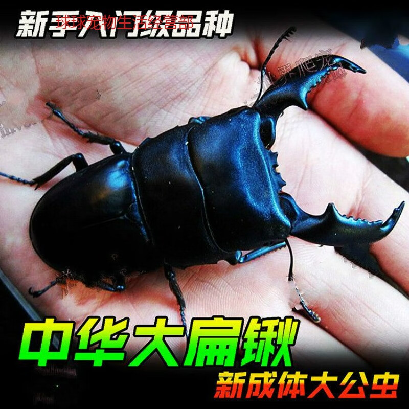 甲虫宠物中华大扁锹成虫锹甲幼虫一只爬虫昆虫活物 【中扁成虫】母虫