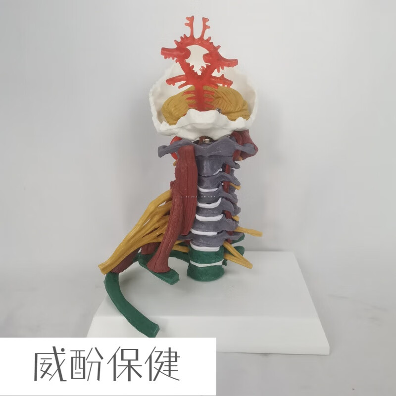 人体颈椎模型带肌肉 人体一比一彩色区分颈椎模型带肌肉椎间盘神经