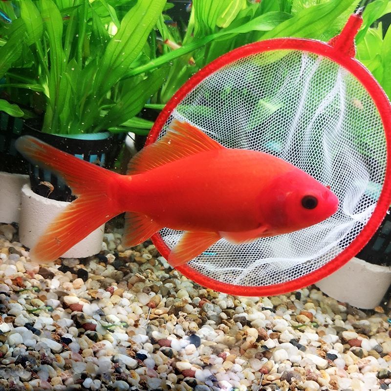 墨一冷水血鹦鹉小型观赏鱼草金鱼好养葡萄眼黑眼草金冷水淡水 冷水血