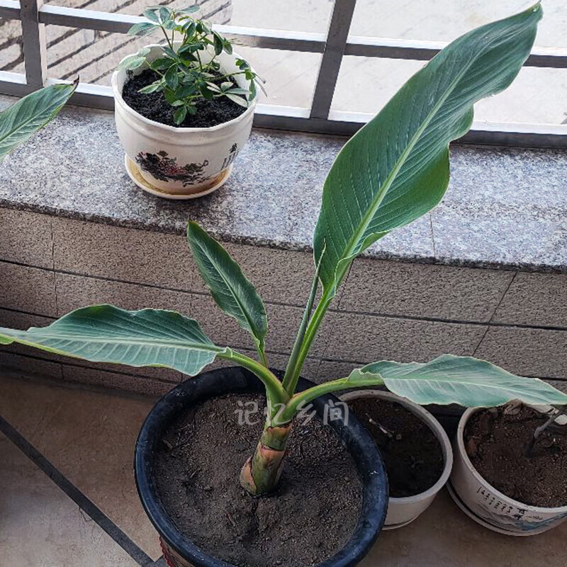 植果缘(fruit border)买一宋一 云南特产花卉地涌金莲花苗 千瓣莲大型