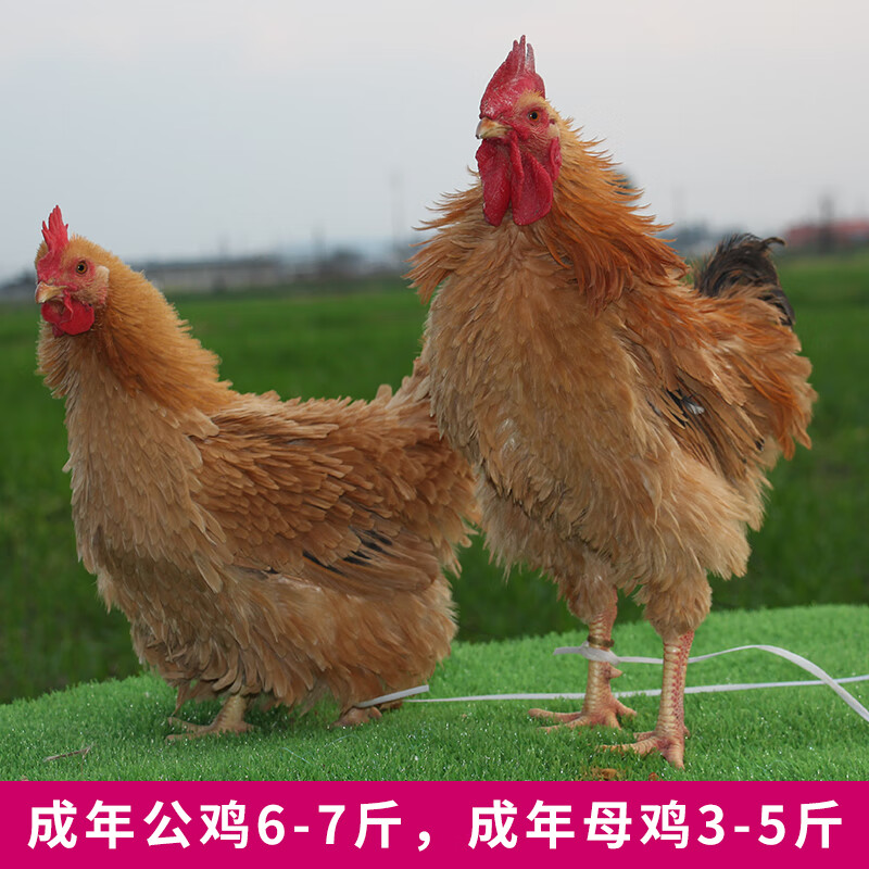 麒麟鸡翻毛鸡种蛋受精蛋可孵化鸡苗正宗倒毛卷毛土鸡种蛋品种纯正 10