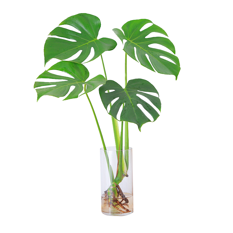 ������ˮ��걳�����Կ������ڰ칫������ֲ��2������ȩԴͷֱ��