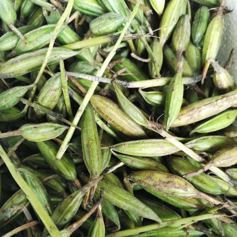 禾之润毛慈菇种子冰球子山慈菇果荚山茨菇正宗中药材独角白芨籽33颗