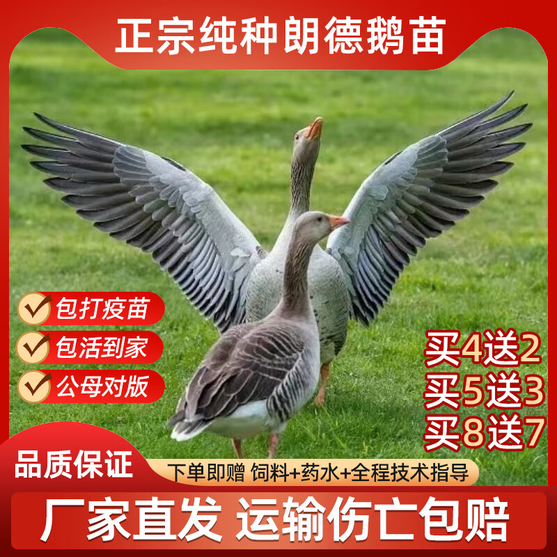 一斤灰大雁鹅马岗燕灰天鹅师头鹅家禽 红嘴朗德鹅苗 4只 【公母可选】