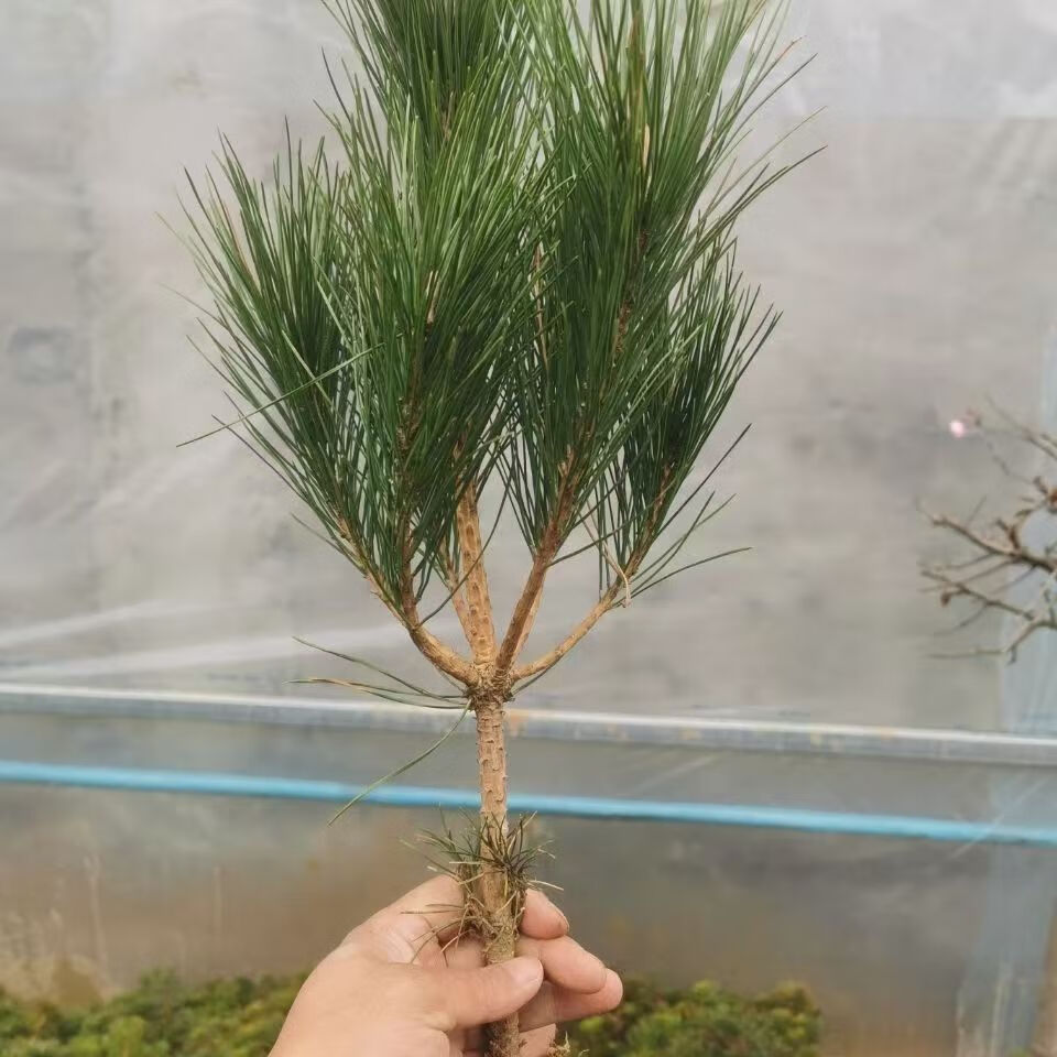 探秘泰山之魂：迎客松的独特魅力与文化价值