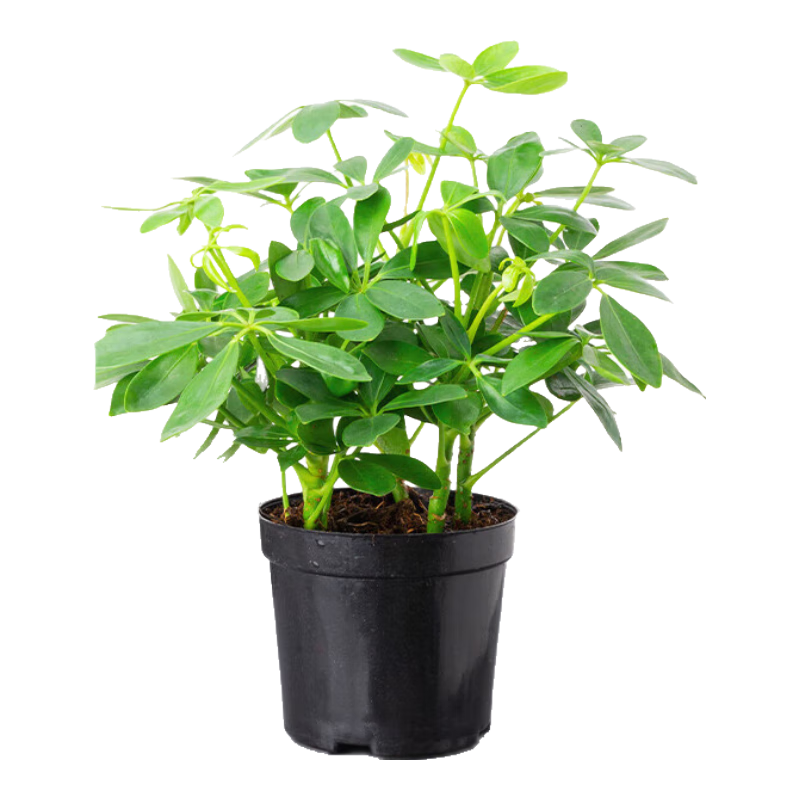 Ӱ˷Ѽľֲ̨Իв/ѼľԭԴͷֱ