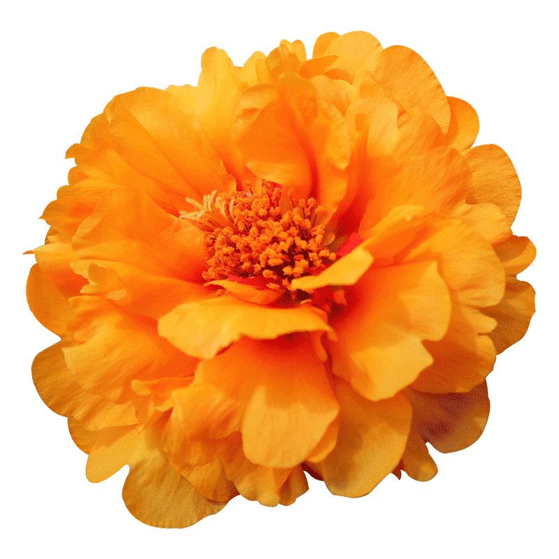 ٺ ذ̫ɫļ ذ̫Լ8000