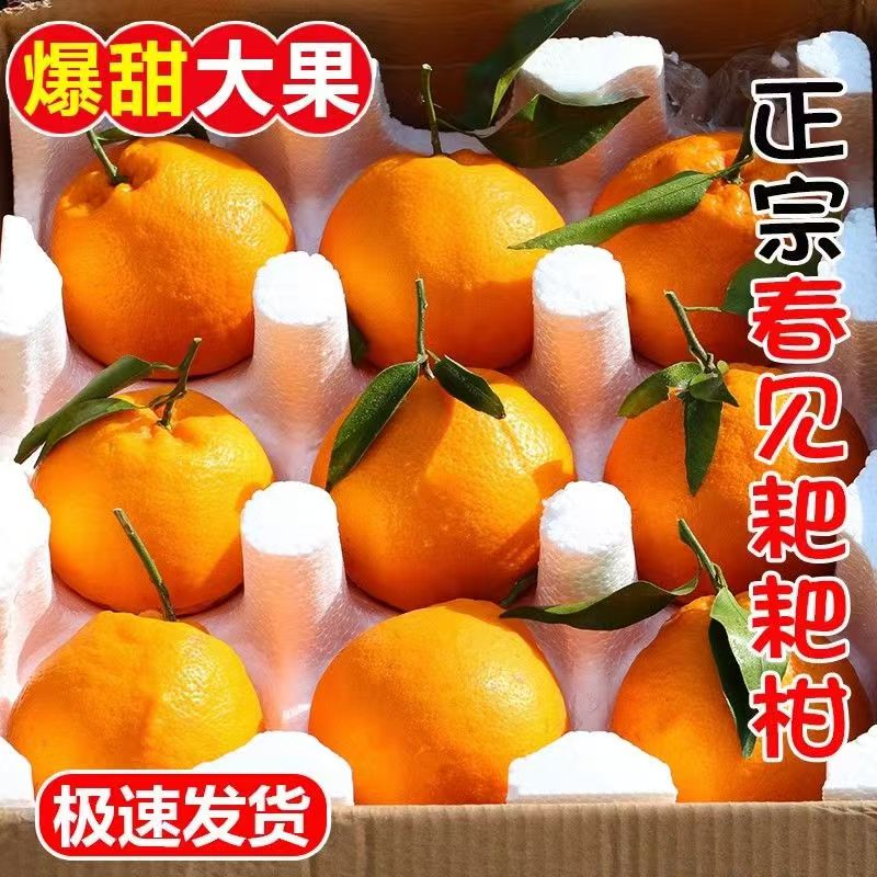 四川春见耙耙柑新鲜水果橘子桔子现摘现发应季水果 5斤(净重4.5斤) 65-70mm