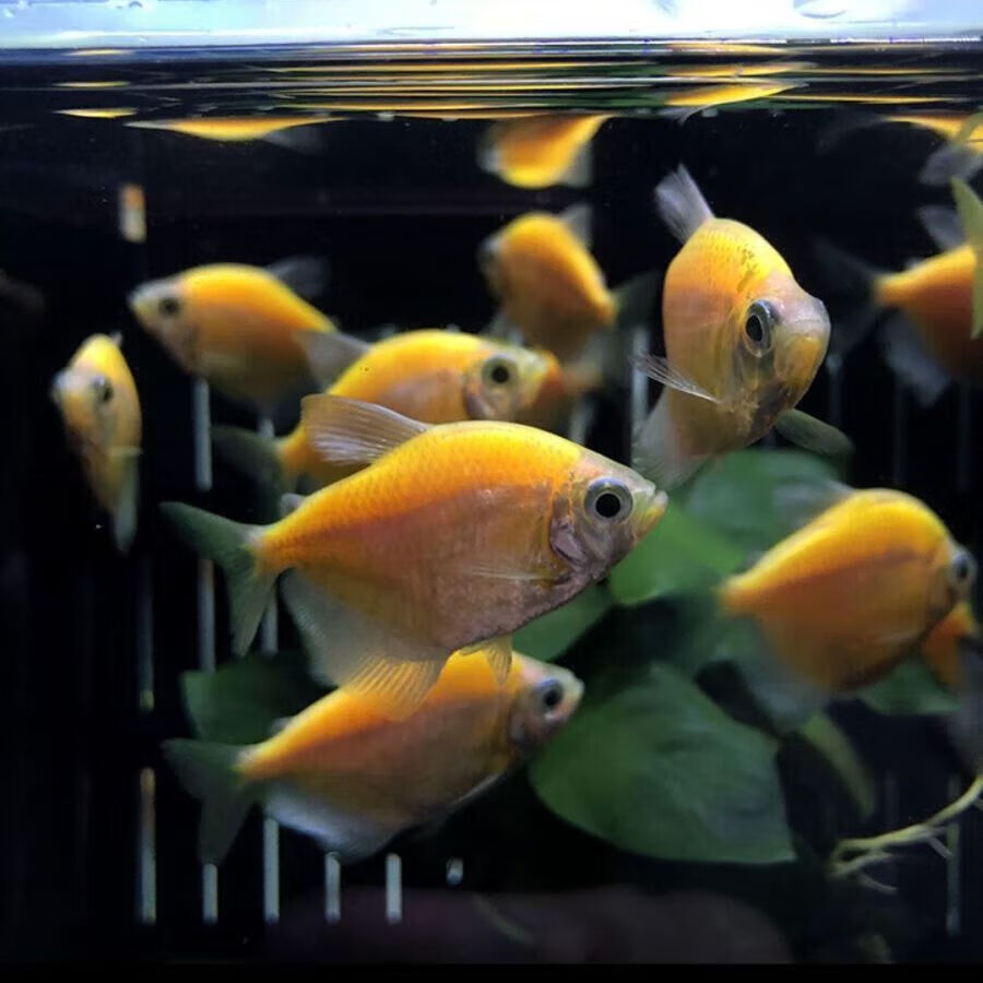 墨一七彩荧光天使鱼观赏鱼活金鱼淡水鱼群游草缸混养小型鱼彩群不掉色
