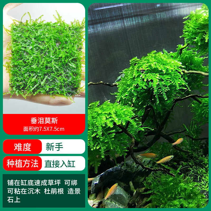 鱼缸水草植物活体慕斯片大三角火焰垂泪莫斯前景造景莫斯 垂泪莫斯