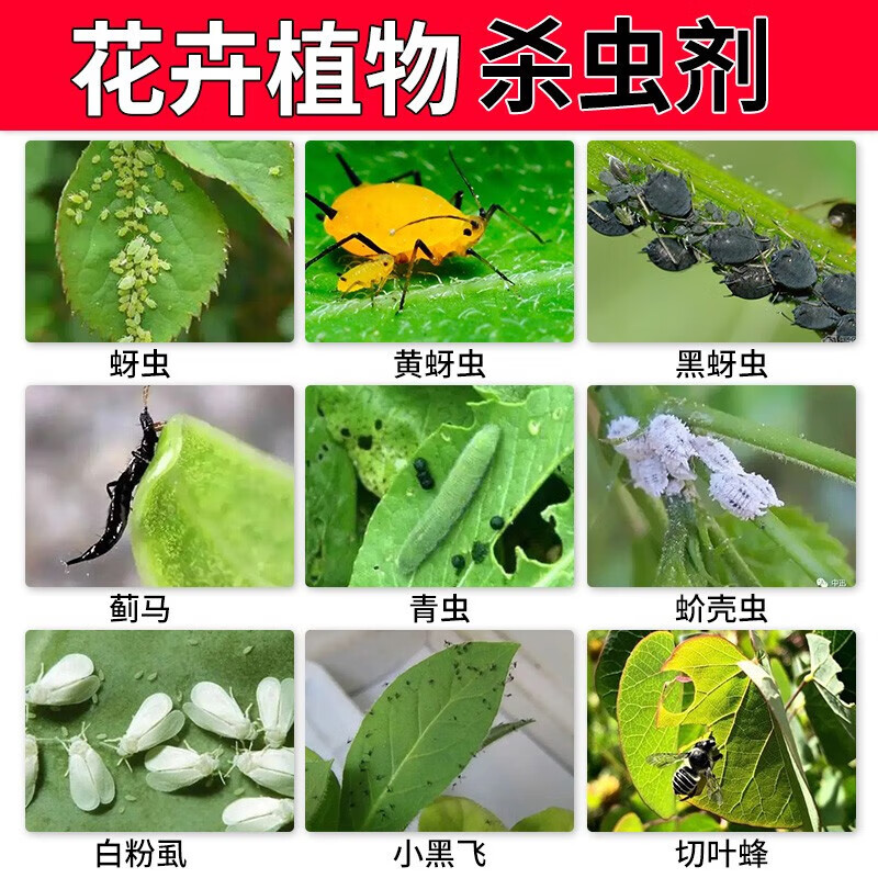原色花卉病害虫百科 7 植物病虫害防治大全，养花常遇到的病菌和害虫，附详细用药方法