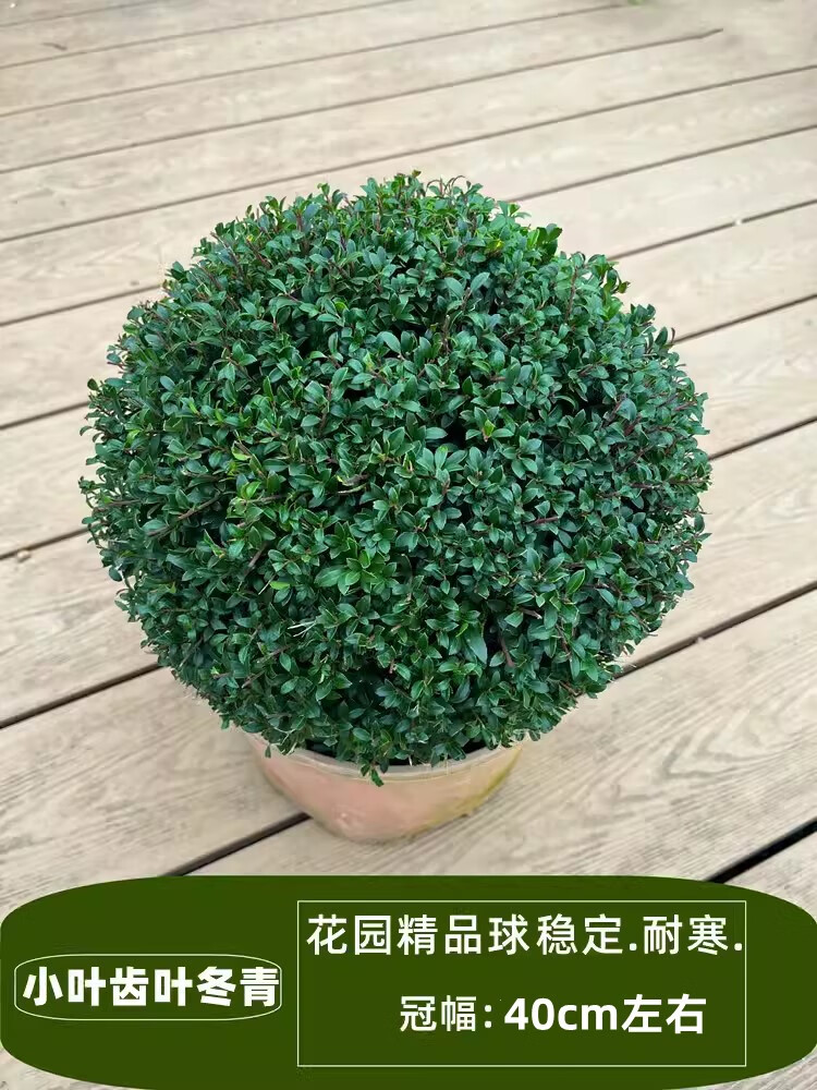 高档精品球 [齿叶冬青]冠幅40c 40cm(含)-50cm(不含)