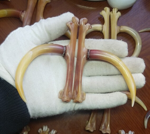 莺雀文玩鸡爪骨把件手玩老鸡拐子全手工制作老公鸡蹬子文玩新宠摆件