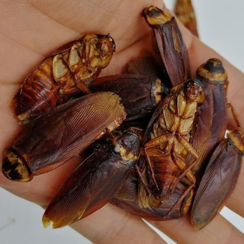 蟑螂干药材正宗大蠊中药材用蟑螂蟑螂虫干 蟑螂粉内廷上用 甄选蟑螂干