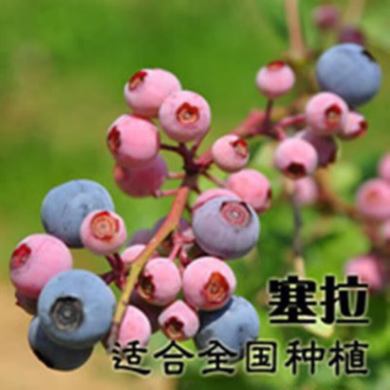 汇种草农草莓种子蓝莓种子蓝莓树苗种子树莓种子种苗盆栽地栽蓝梅树果树苗 赛拉300粒