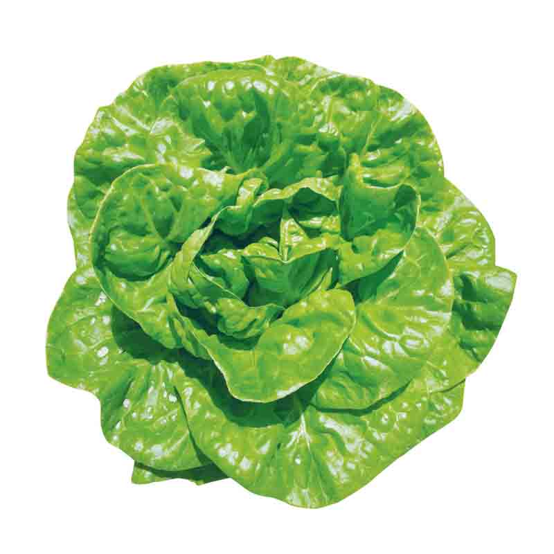 意大利生菜种子大全水培四季生菜种籽孑农家春夏秋冬季菜籽种南方