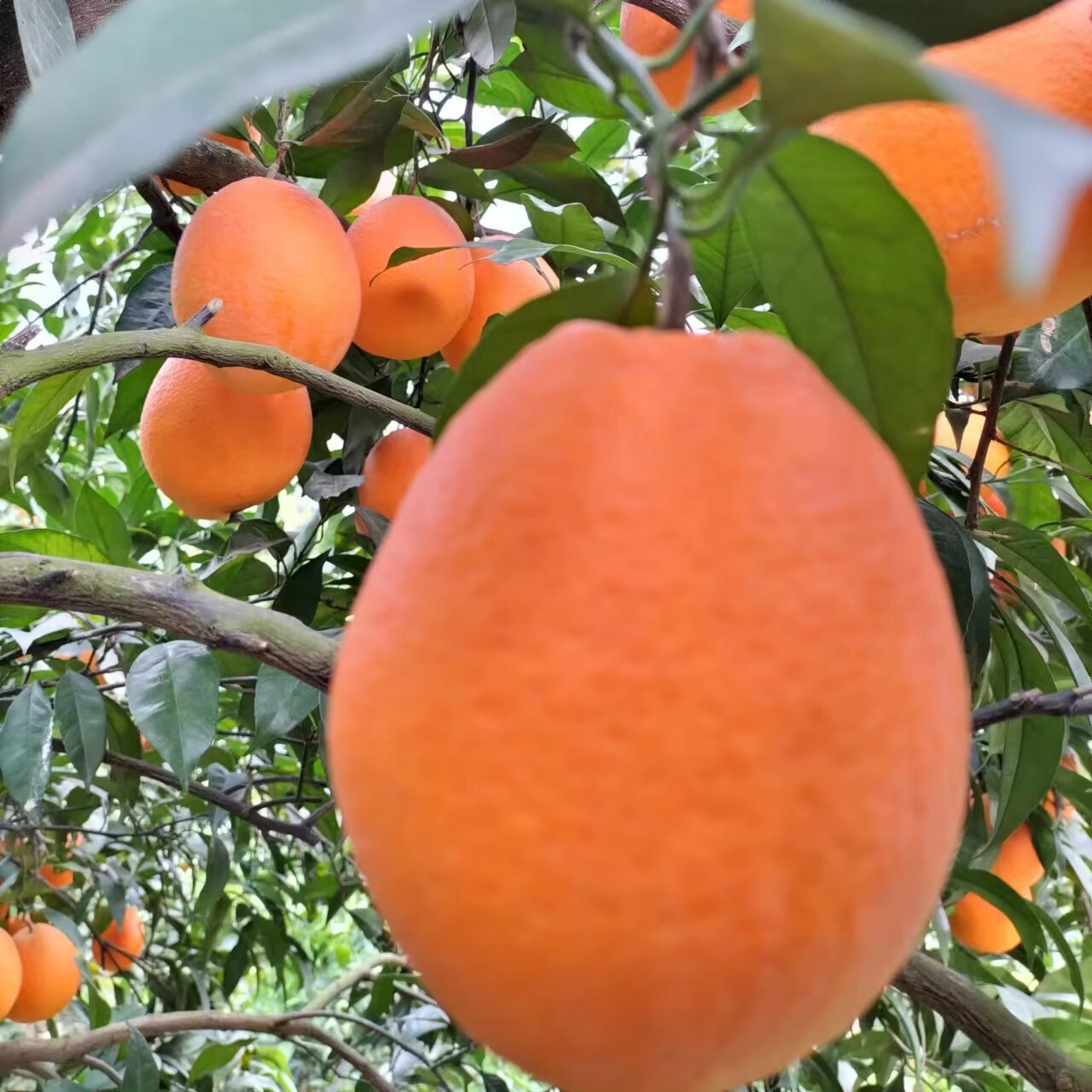 正宗奉节脐橙甜橙纽荷尔新鲜采摘当季水果5/10/20斤重庆水