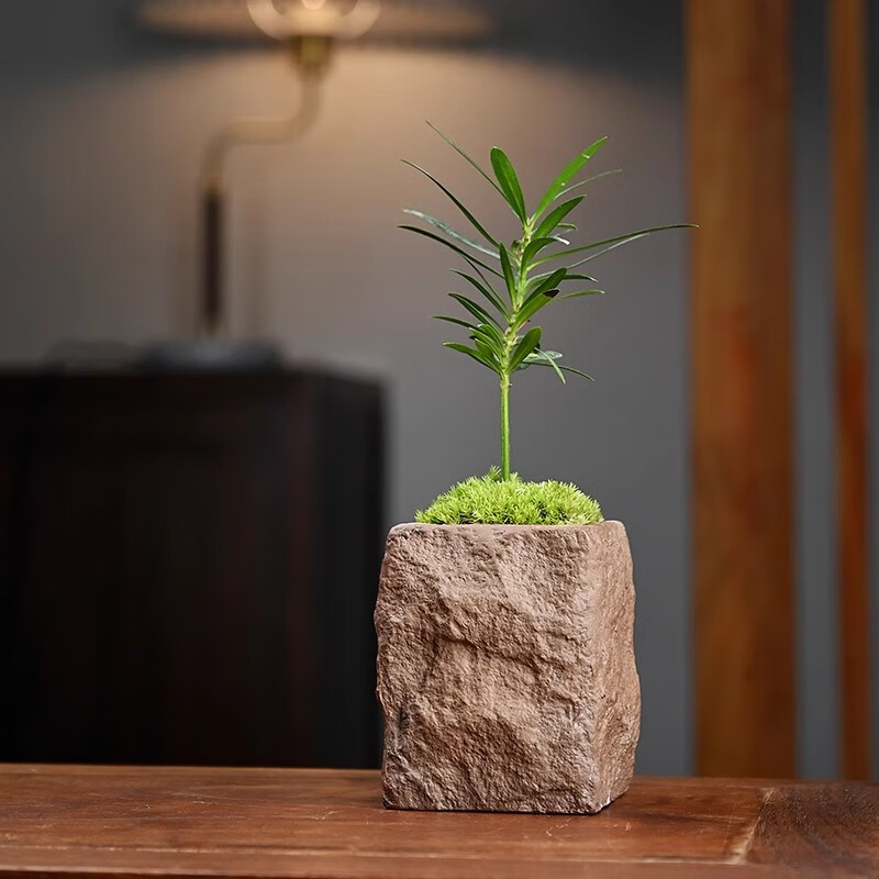 微型盆栽桌面观叶植物拇指盆景迷你绿植小树苗 仿石柱盆-袖珍罗汉松
