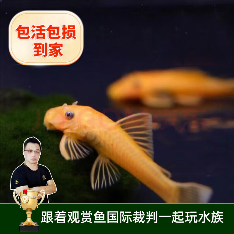 云峰海瑞清洁鱼活体热带鱼观赏鱼水族宠物工具鱼垃圾鱼老鼠鱼鱼缸除藻 黄金胡子3条（3-5厘米）