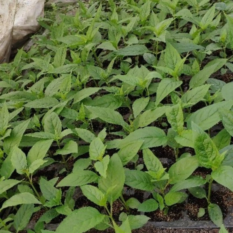 红果参苗四季青当年种当年结果苗中草药材绿植盆景蜘蛛果水果苗