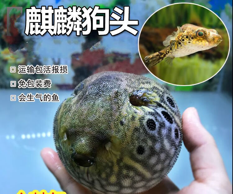 麒麟狗头鱼活体淡水河豚活体观赏鱼大型河鲀狗头鱼潜水艇观赏鱼 麒麟