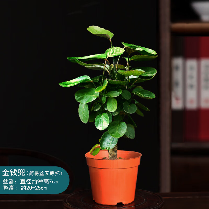 魔月(manamoon)金钱兜盆栽玻璃水培植物办公室摇钱树室内四季好养小