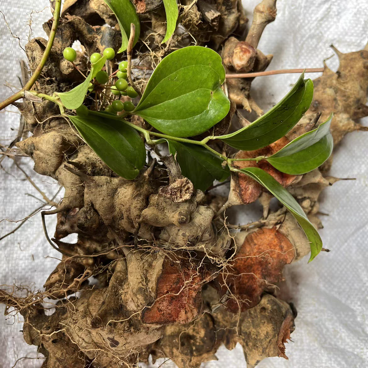 伴悦行新鲜现挖 金刚藤根 菝葜根 金刚刺 铁菱角 马加勒 煲汤泡酒中