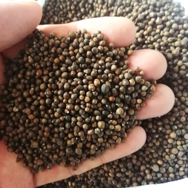 澳颜莱枕头填充物 黄荆子枕头填充物枕芯布惊籽布荆仁黄金子睡头枕荆